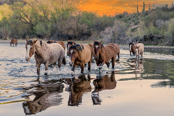 istock Wild Salt River Mustangs Crossing the River at Sunrise 2231201752