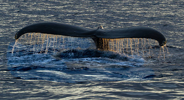 istock Humpback Whale Tail Above the Ocean Surface 2231202915