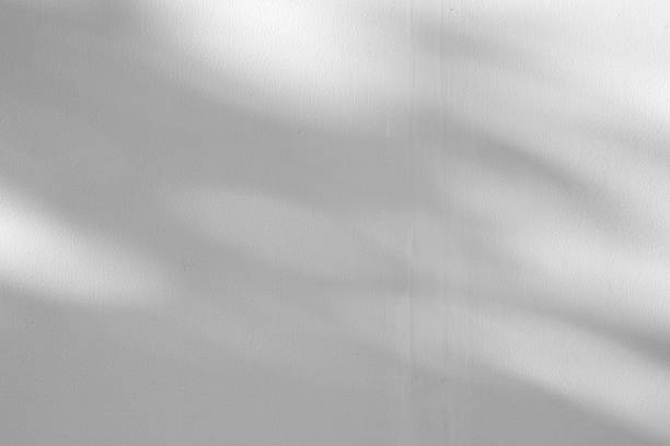 istock Abstract natural tree branch leaves shadow on white wall background 2231203530