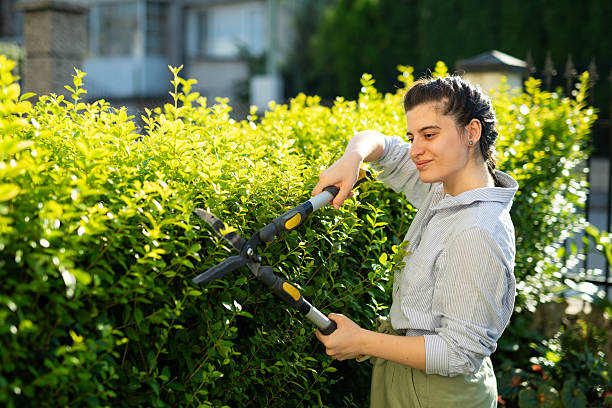 istock Woman trimming hedge with hedge clippers. 2231203908