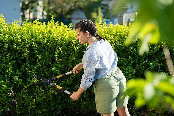 istock Maintaining a beautiful garden by clipping the hedge. 2231203913