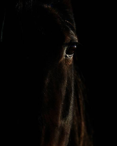 istock Minimalist Horse Head Portrait 2231206101