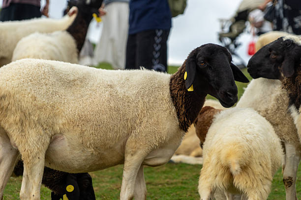istock Black-Headed Sheep and White Sheep 2231206585