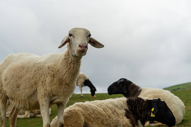 istock Black-Headed Sheep and White Sheep 2231206687