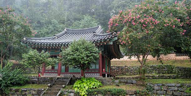 istock Crape myrtle flowers blooming in a hanok on a rainy day 2231207025