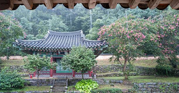 istock Crape myrtle flowers blooming in a hanok on a rainy day 2231207049