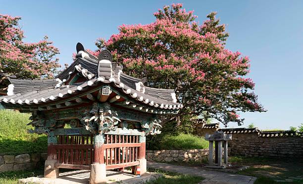 Crape myrtle flowers blooming in a Hanok (August 12, 2025, Crape myrtle flowers blooming in a Hanok, Jeongeup-si, Jeollabuk-do, Korea)