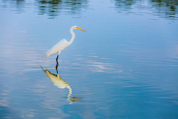 istock White Heron in the main lake of Chapultepec Park 2231208346