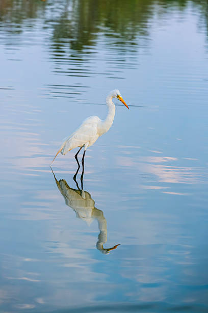 istock White Heron in the main lake of Chapultepec Park 2231208481