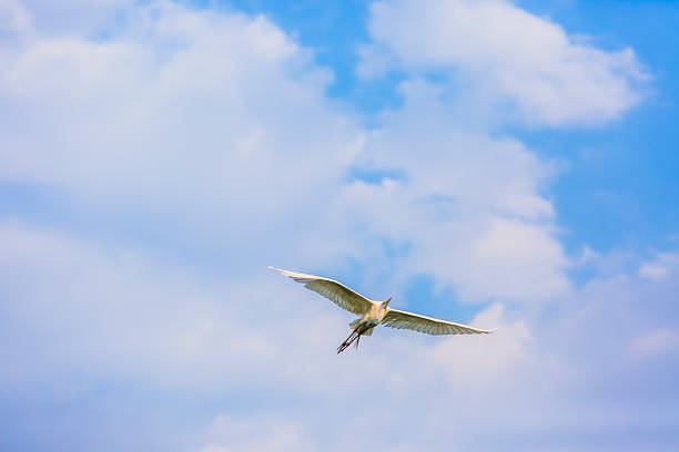 Great egret (Ardea alba): elegant bird with completely white plumage, long neck and black legs, inhabitant of wetlands and lagoons, symbol of grace and serenity.