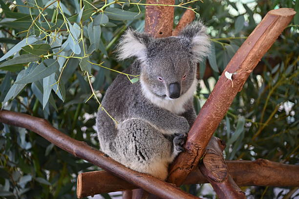 istock The Wild Animals of Perth WA 2231210237