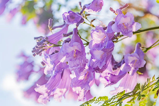 istock Jacaranda flowers in Mexico City 2231211380