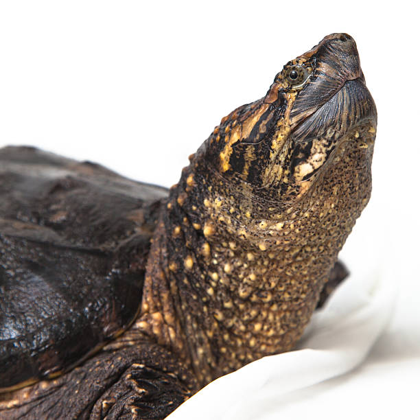 istock Portrait of Common Snapping Turtle on White Background 2231212986