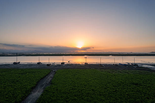 Overlook of mangroves on mudflat at sunrise