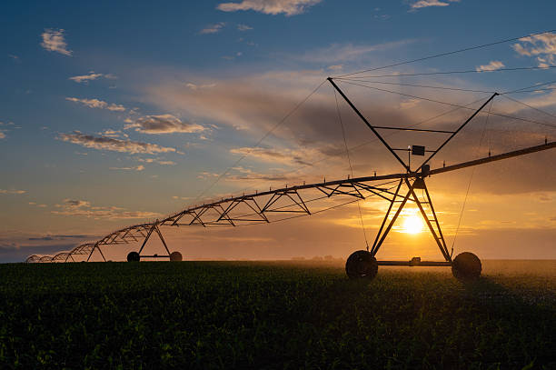 istock Agricultural irrigation system watering corn field 2231216474