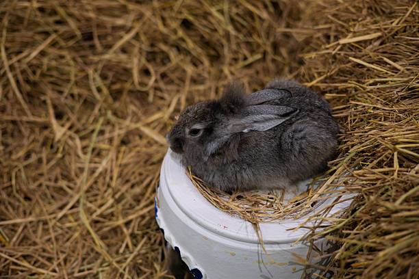 A gray bunny sleeps on a pile of straw.