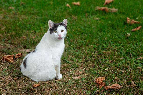 Street cat in park or garden