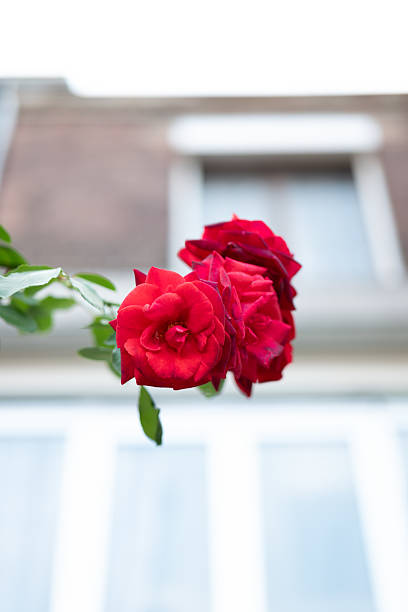 A vibrant display of red roses blooming against a plain white wall, creating a striking contrast between the vivid flowers and the neutral background. The green foliage adds a natural touch to the scene, highlighting the beauty of the roses.