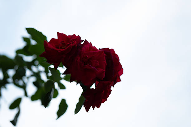 Rose is a perennial flowering plant, which can be erect shrub, climbing or trailing with stems that often have sharp prickles. Flowers vary in size and shape with colors ranging from white, yellow, purple, orange, pink to red. The blooming time is from early summer to fall.