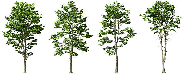 istock Tropics serene trees form set environmental cut on white backgrounds 3d illustrations 2231220033