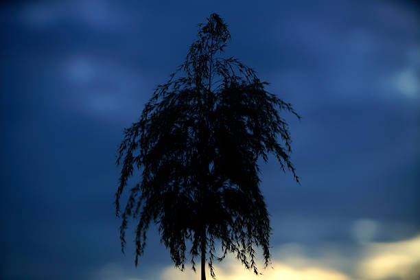 A striking silhouette of a solitary tree set against a dramatic blue sky at dusk. The image captures a serene moment in nature, evoking tranquility and beauty.