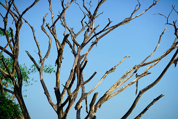 A striking view of dry tree branches against a bright blue sky, showcasing the beauty of nature. Perfect for themes of decay and resilience in the environment.
