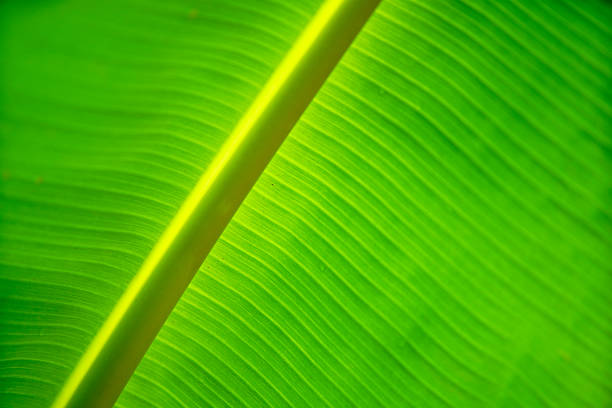A close-up shot of a vibrant green leaf showcasing its intricate texture and natural patterns under soft lighting. Perfect for nature-themed projects.