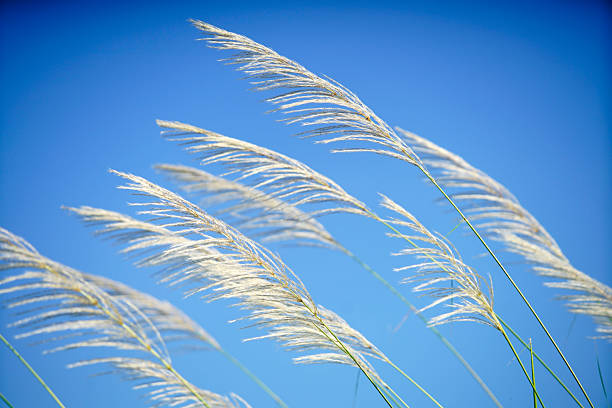 istock Delicate Grass Blades Swaying Against a Bright Blue Sky Background 2231220358