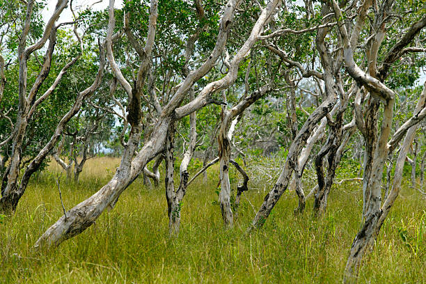 A captivating scene of twisted trees amid lush grassland creates a tranquil atmosphere. This vibrant landscape showcases the natural beauty of the environment under a clear sky.
