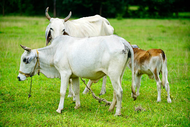 A serene image of white cows and their calf grazing in a lush green pasture. The natural light enhances the tranquil rural setting, showcasing the beauty of farm life.