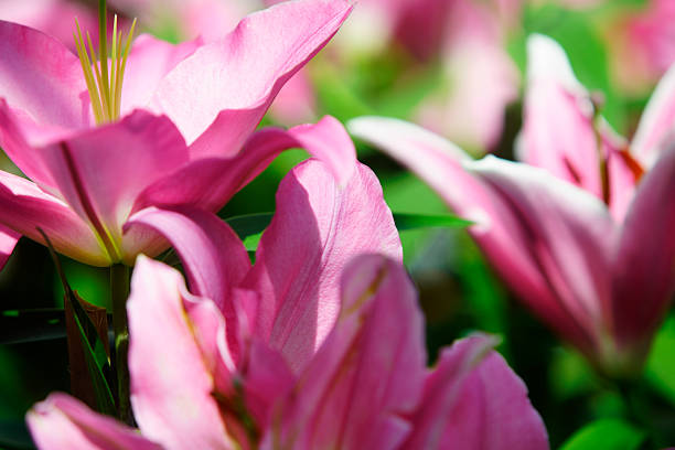 Elegant pink flowers bloom vibrantly among rich green foliage, capturing the essence of nature's beauty. Perfect for floral and garden themes.
