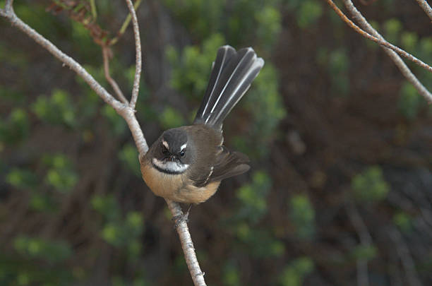 istock South Island Fantail 2231221111