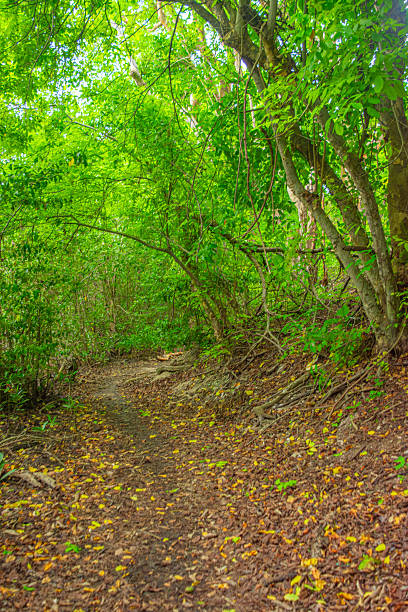 istock Lush Green Pathway in Rosario Island 2231223163