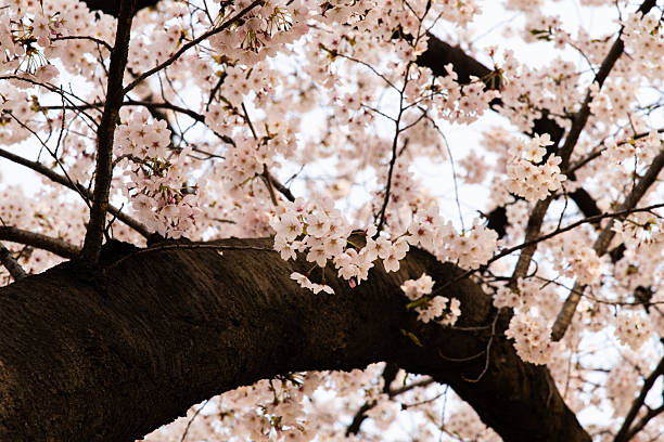 istock low angle view of the cherry blossoms 2231224807