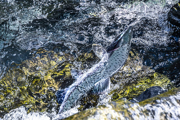 Driven by instinct, salmon push on to reach their spawning grounds. The salmon, of Valdez, Alaska, have made the long journey and are nearing the end. Nothing will stop the incredible desire to move forward.