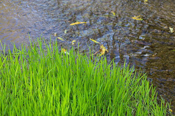 A serene forest scene featuring a river with vibrant, lush green grass in the foreground. The image conveys freshness, tranquility, and natural beauty, making it ideal for visualizing travel, relaxation, nature, and environmental themes.