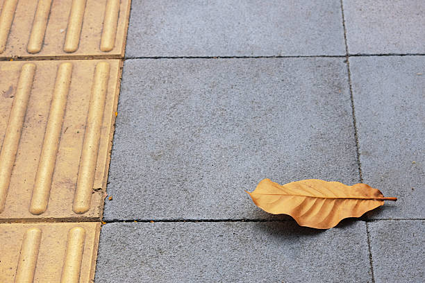istock dried dry fallen autumn leaves 2231230863
