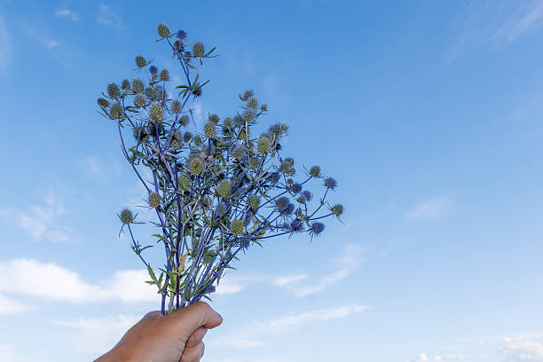 Hand holding bouquet of Eryngium planum, also known as flat sea holly, with spiky blue thistle-like flowers against clear sky.