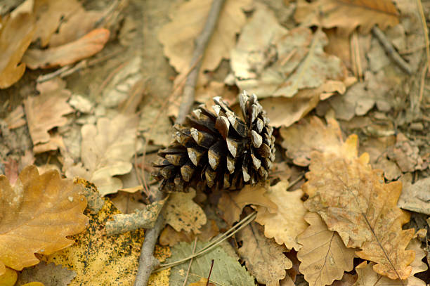 branches of oak tree in autumn