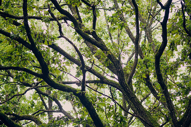 Thick branches stretch out across a green forest, creating a vibrant and tranquil canopy illuminated by soft natural light.