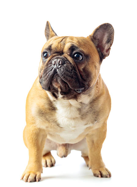 istock French bulldog isolated on a white background. 2231237386