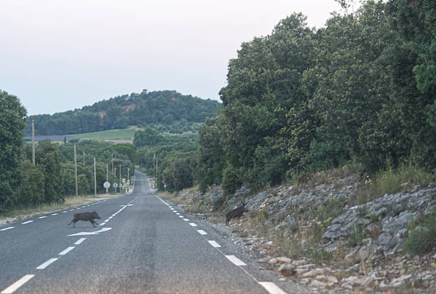 Wild boars at night