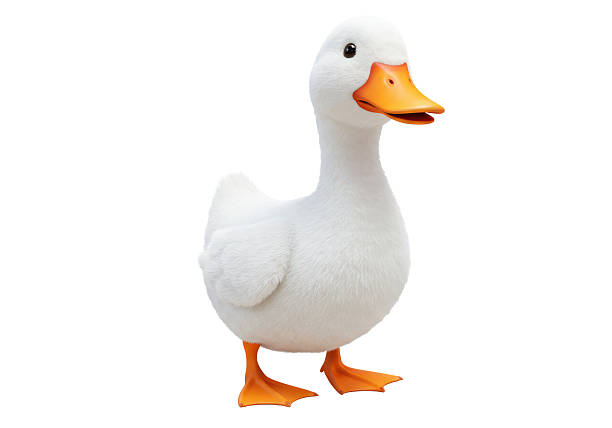 Isolated Cute White Duck with Orange Beak and Feet