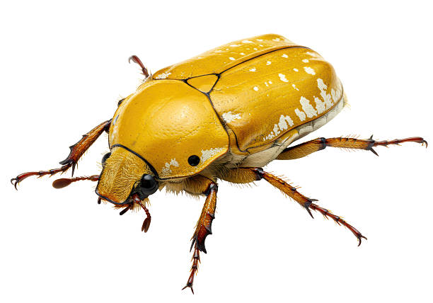 istock Isolated Yellow Scarab Beetle 2231242233
