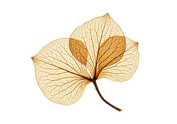 istock Isolated Translucent Dried Leaves Veins 2231242245