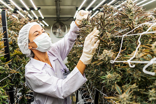 istock Technician in protective gear inspects cannabis plants in an indoor cultivation facility under LED lights, carefully pruning and monitoring growth for medical and pharmaceutical production. 2231245062