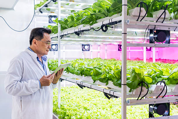 istock Scientist inspects leafy greens in an indoor vertical farm, using a tablet beside hydroponic racks with LED grow lights. 2231245081