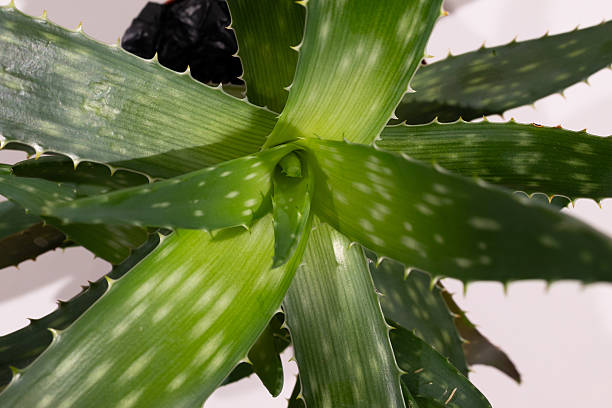 istock Aloe Vera Plant Showcasing Vibrant Green Leaves in Bright Light Setting 2231245580