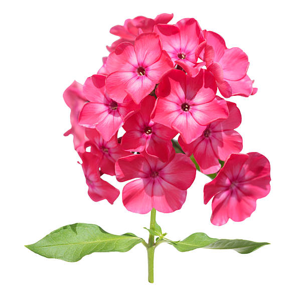 close up of red phlox flowers isolated on white background