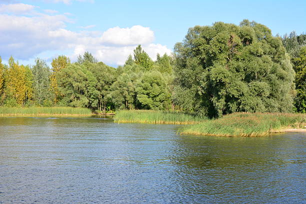 Scenic lakeside view with lush greenery under a bright sky